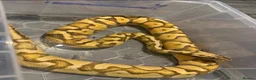 Python Snake reptiles for sale: GHI pastel enchi ball phython  - Advert 1