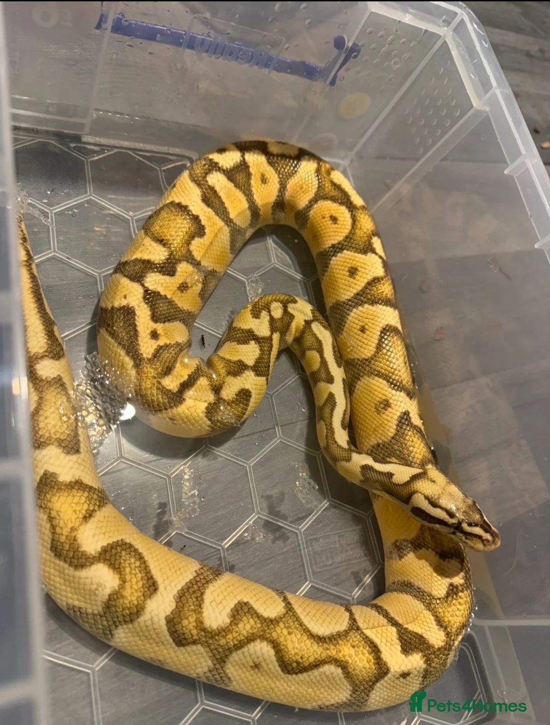 Python Snake reptiles for sale: GHI pastel enchi ball phython  - Advert 1