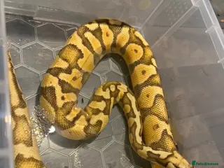 Python Snake reptiles GHI pastel enchi ball phython - Advert 1