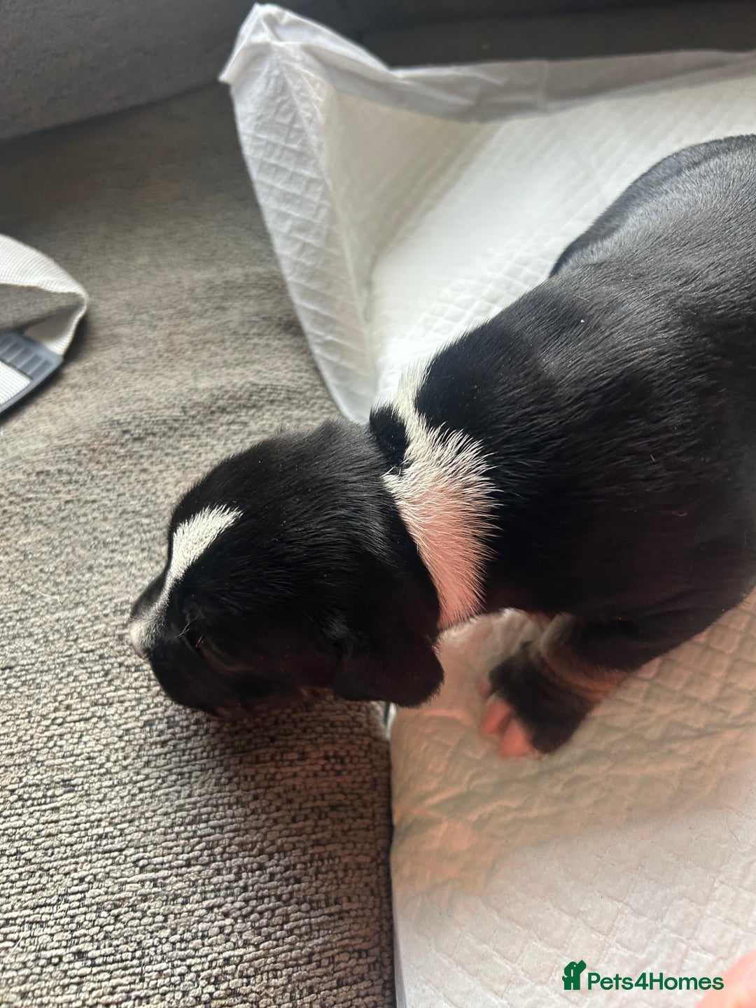 Mixed Breed dogs for sale: 🐾 11 Adorable Puppies From an Accidental Litter - Advert 38