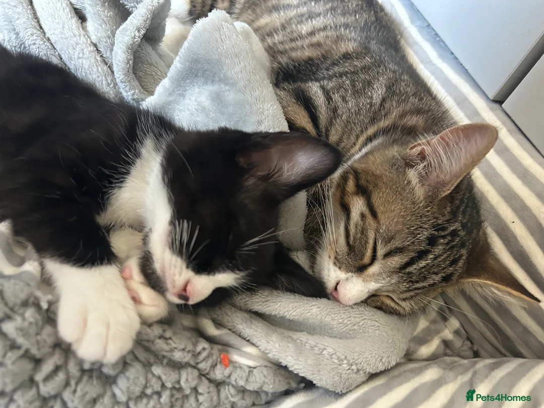 Mixed Breed cats for sale: 2 beautiful cats in Rugeley - Advert 15