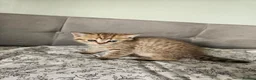 British Shorthair cats for sale: British Shorthair kittens!  - Advert 23