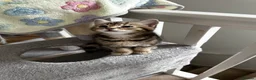 Mixed Breed cats for sale: Beautiful Tabby Kittens Looking for Loving Homes  in Dartford - Advert 3