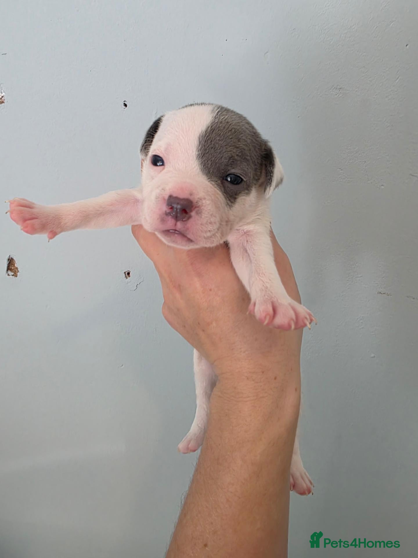 Staffordshire Bull Terrier dogs Last girl Kc staffordshire bull terrier puppies  - Advert 1