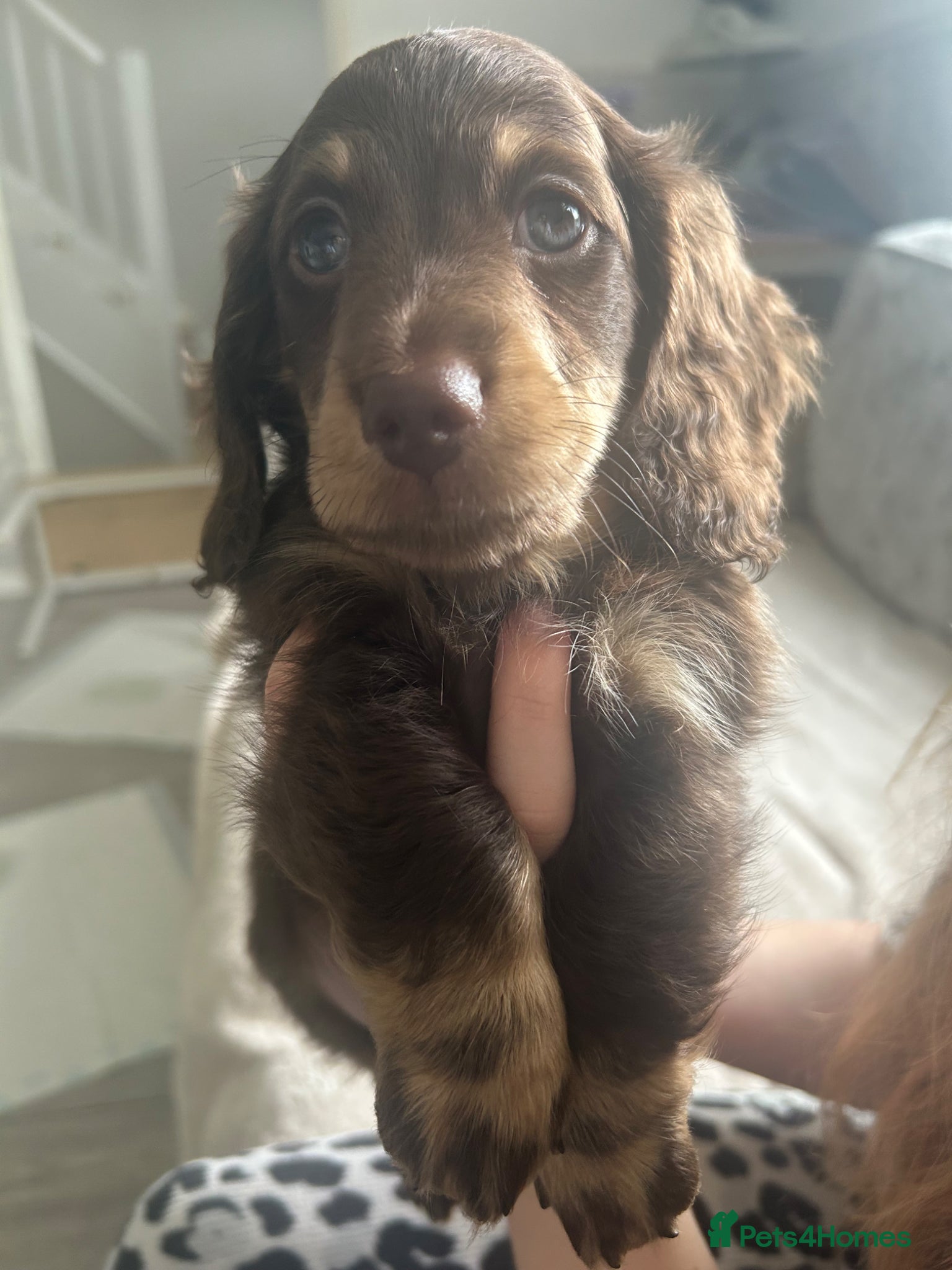 Miniature Dachshund dogs Long hair miniature dachshund puppies  - Advert 2