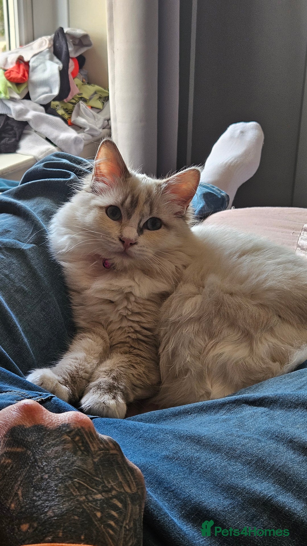 Ragdoll cats for sale: Beautiful Blue Eye, White Female Ragdoll - Image 6