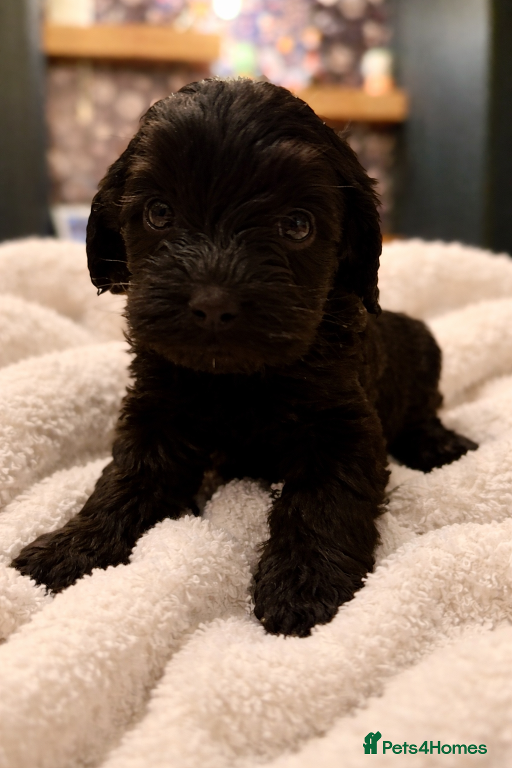 Cockapoo dogs Absolutely stunning cockapoos puppies  - Advert 12