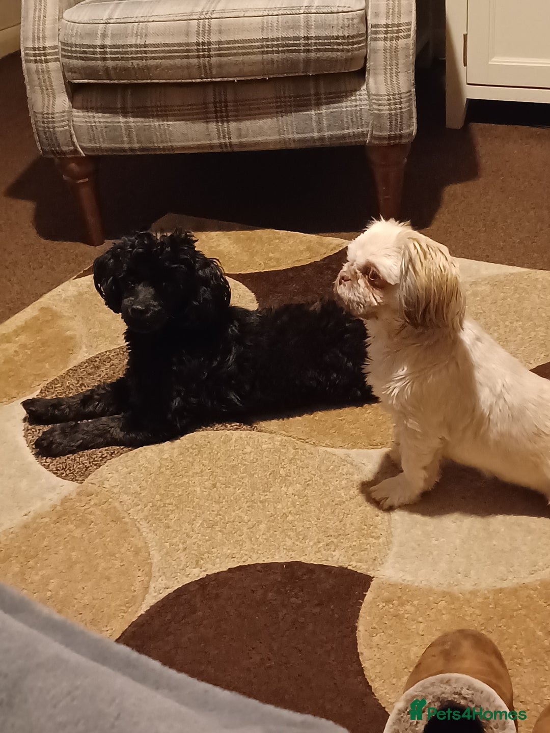 Doxiepoo dogs for sale: Gorgeous Puppies- Fully Vaccinated  - Image 5
