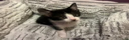 Mixed Breed cats for adoption: Rescue kitten Joshie needs home of his own - Advert 1