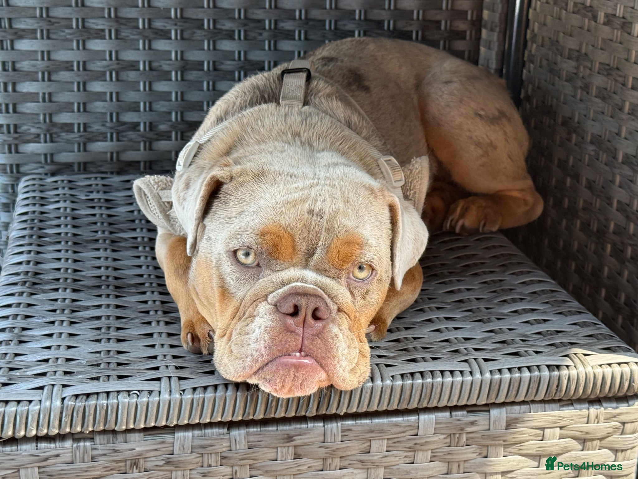 English Bulldog dogs 10 month old Female English Bulldog  - Advert 4