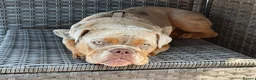 English Bulldog dogs for sale: 10 month old Female English Bulldog  - Advert 1