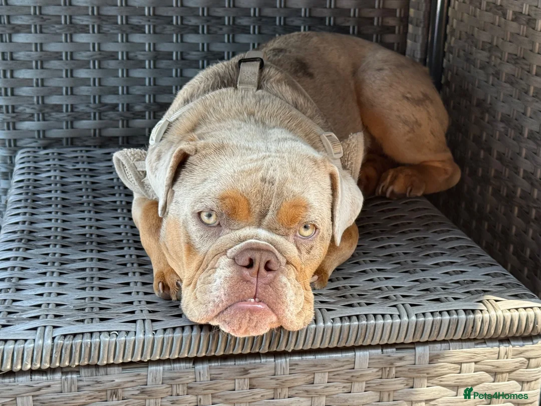 English Bulldog dogs for sale: 10 month old Female English Bulldog  - Advert 1