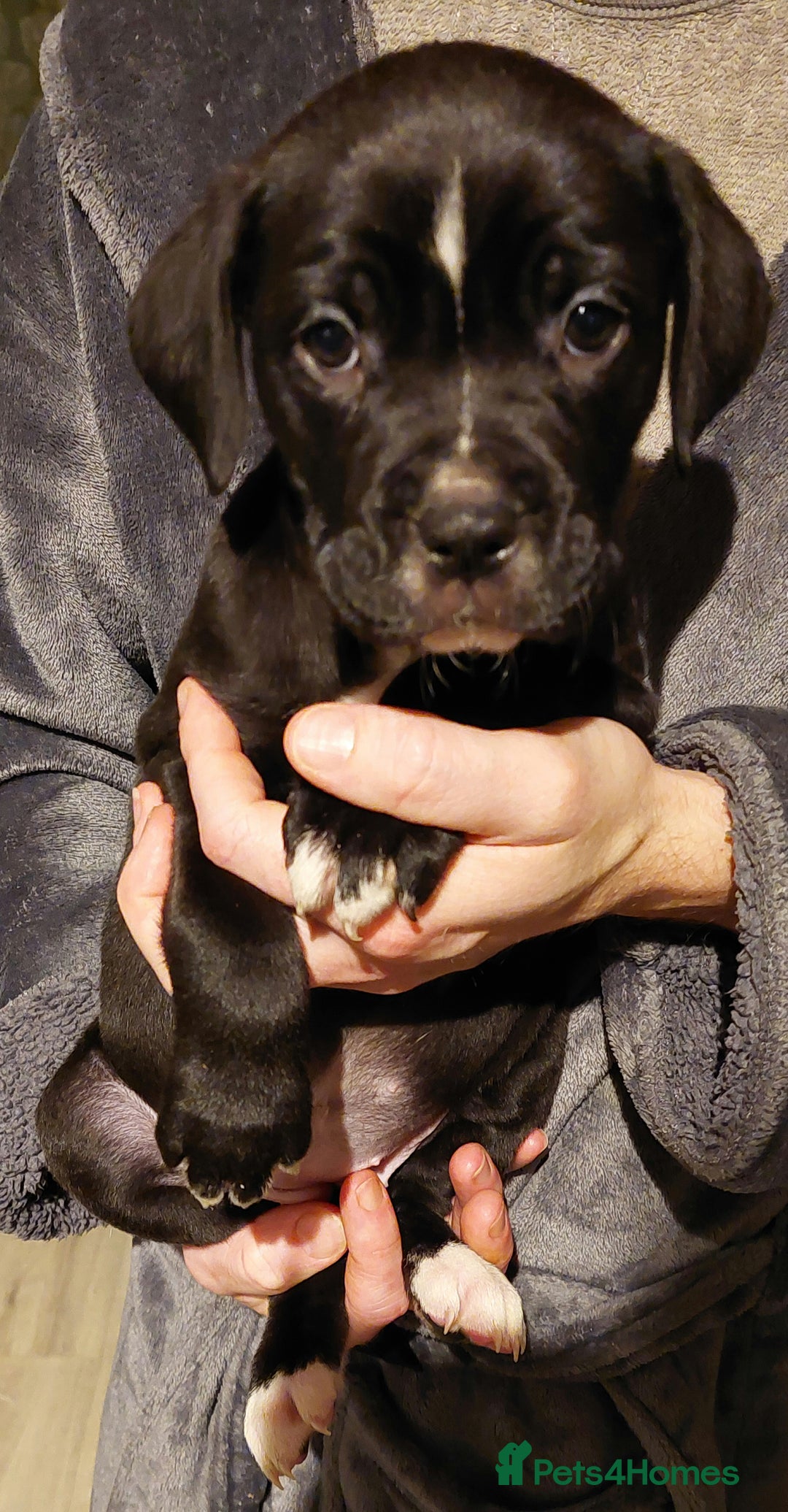 Mixed Breed dogs for sale: Cane Corso cross American bulldog puppy's  - Advert 2