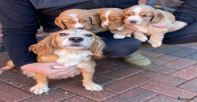 Cocker Spaniel dogs - Advert 16