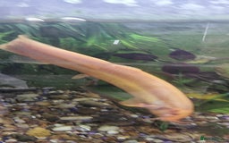 Gouramis fish for sale: Gourami catfish knife gish - Image 9