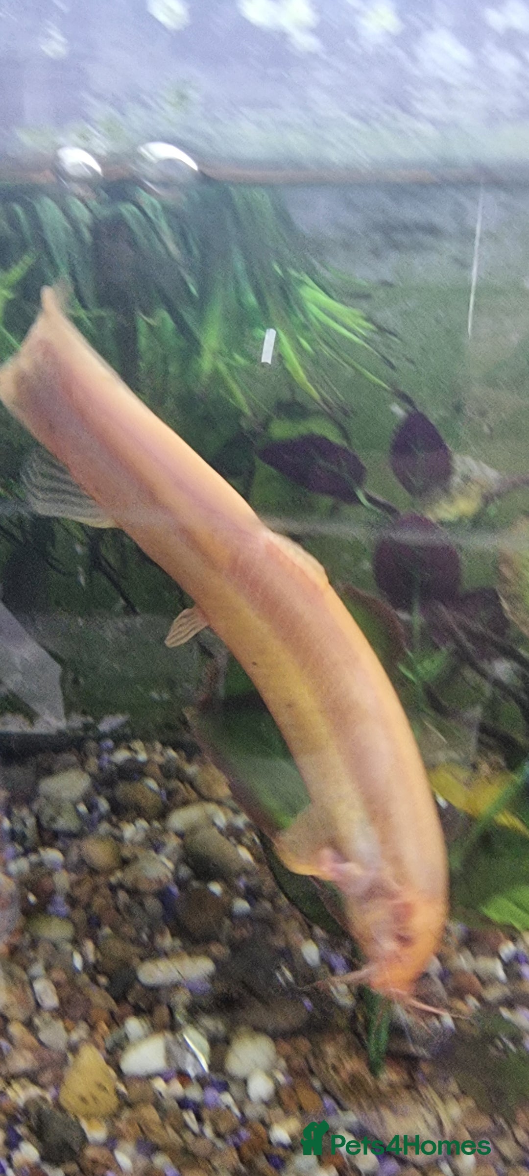 Gouramis fish for sale: Gourami catfish knife gish - Image 9