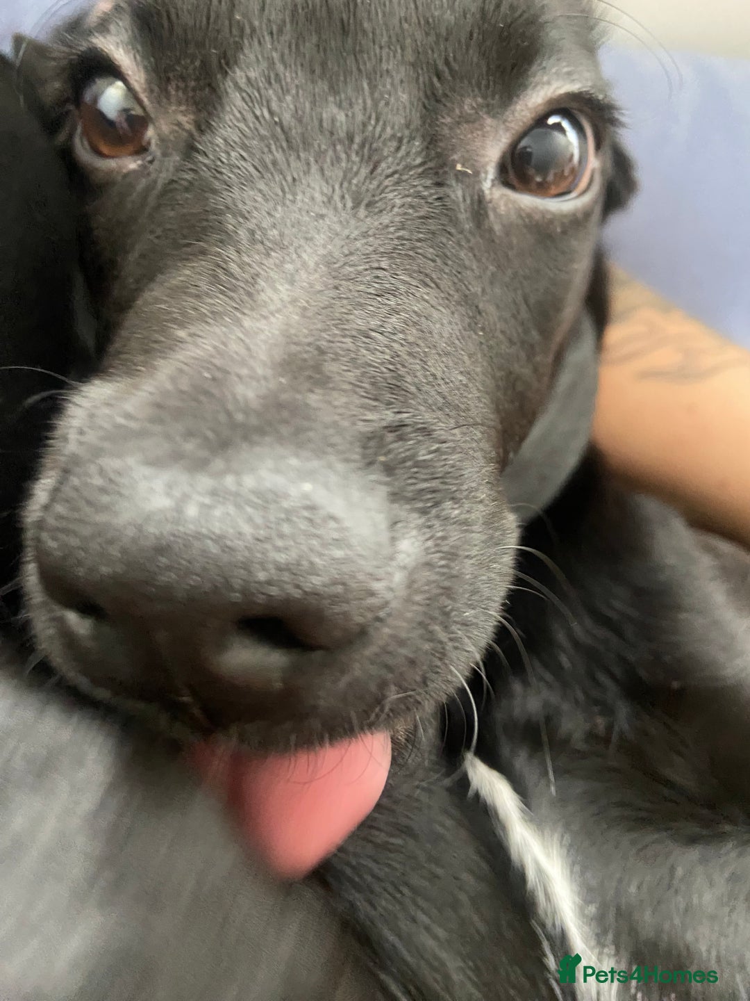 Mixed Breed dogs for sale: Rehoming a 7 Month old labradoodle ❤️ - Advert 3