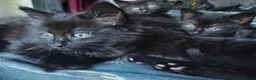 Mixed Breed cats for sale: ❤️Beautiful ashy coloured kittens for sale❤️ in Craven Arms - Advert 7