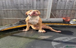 Mixed Breed dogs for sale: Very small bully looking for forever home - Image 3