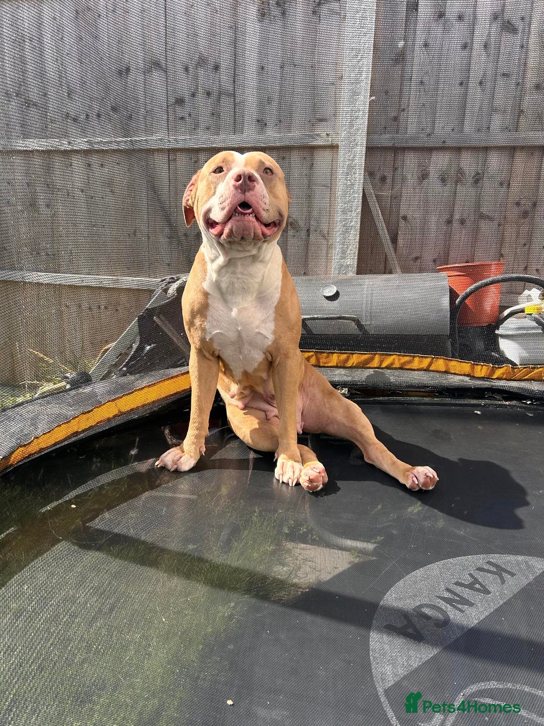 Mixed Breed dogs for sale: Very small bully looking for forever home - Image 3