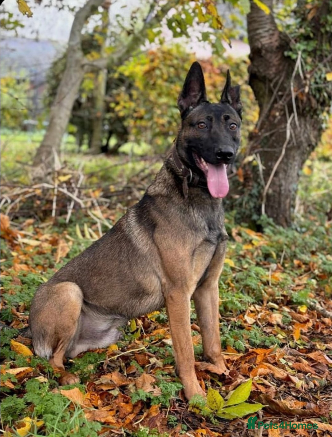 Belgian Shepherd Dog dogs for sale: Belgian Malinois male - Advert 1