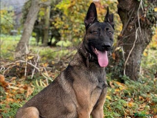 Belgian Shepherd Dog dogs Belgian Malinois male - Advert 1