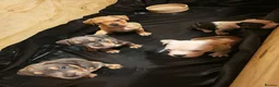 Mixed Breed dogs for sale: American bull cross old tyme  in Skegness - Advert 2
