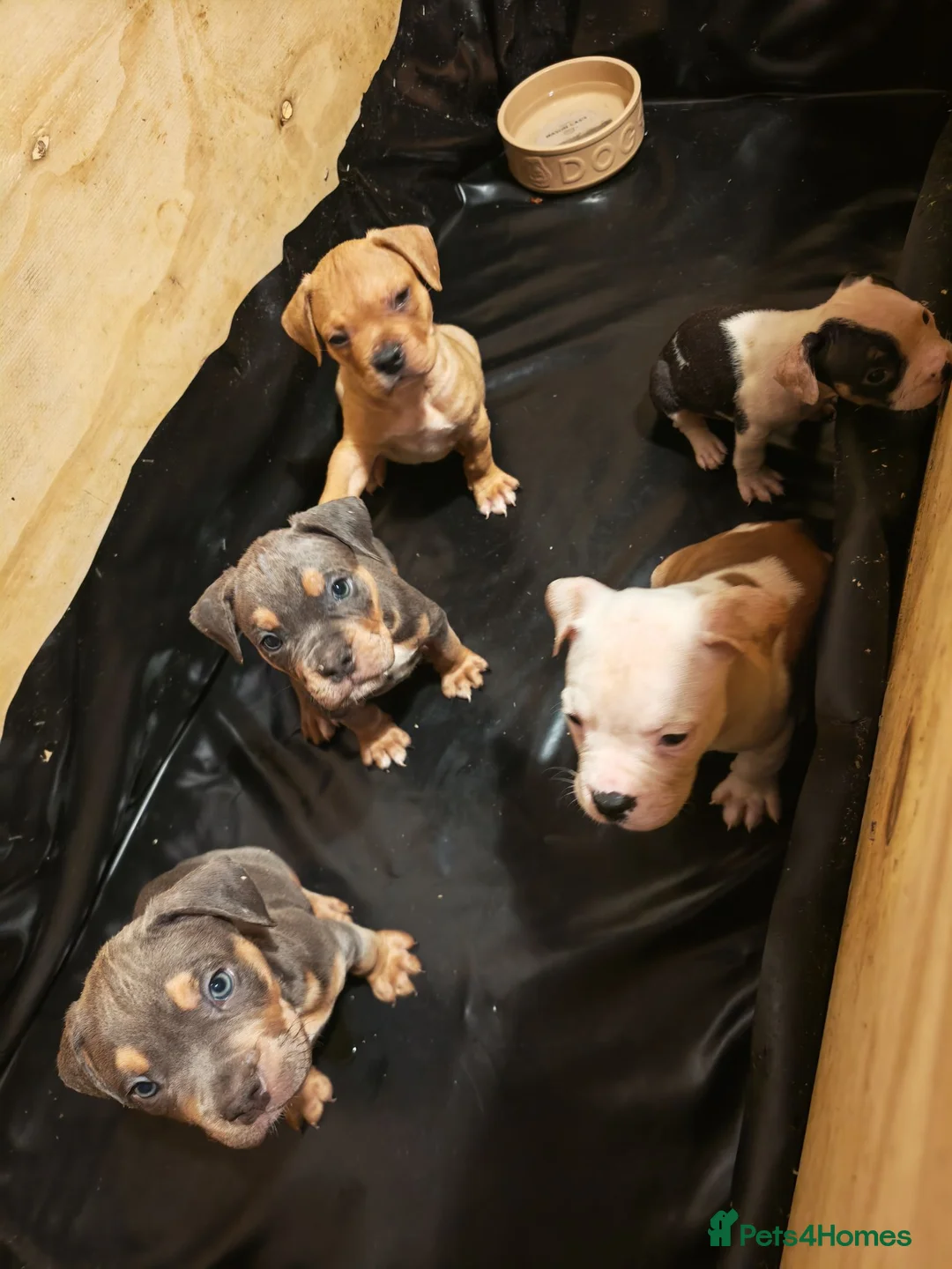 Mixed Breed dogs for sale: American bull cross old tyme  in Skegness - Advert 2