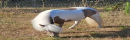 Miniature horses for sale: Reg American Miniature Horse Filly - Advert 9