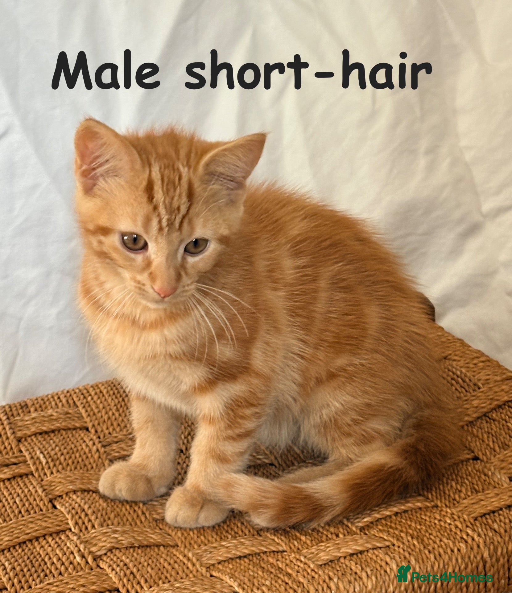 Mixed Breed cats Ginger kittens - Advert 10