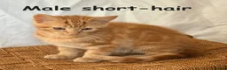Mixed Breed cats for sale: Ginger kittens in Middlesbrough - Advert 4