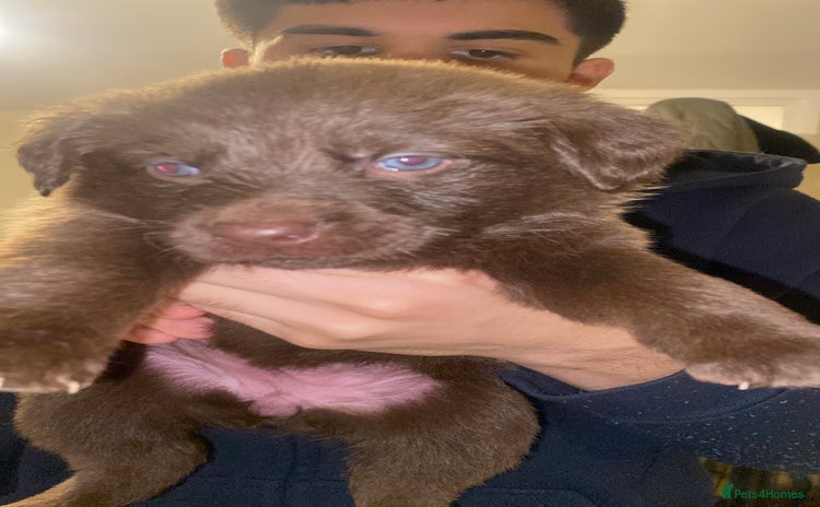 Mixed Breed dogs Beautiful Family-Raised Sheprador Puppies - Advert 3