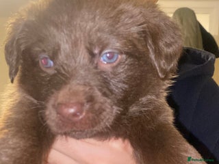 Mixed Breed dogs Beautiful Family-Raised Sheprador Puppies - Advert 11