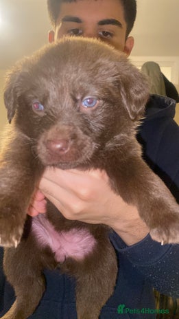 Mixed Breed dogs Beautiful Family-Raised Sheprador Puppies - Advert 3