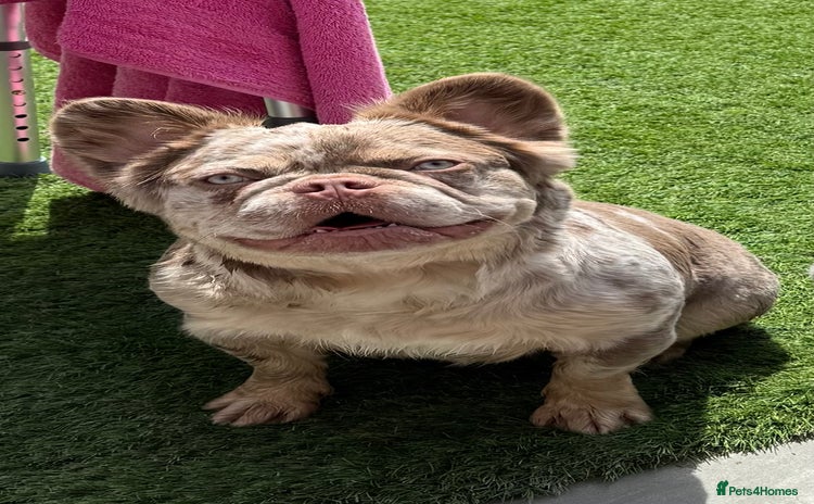 French Bulldog dogs - Advert 2