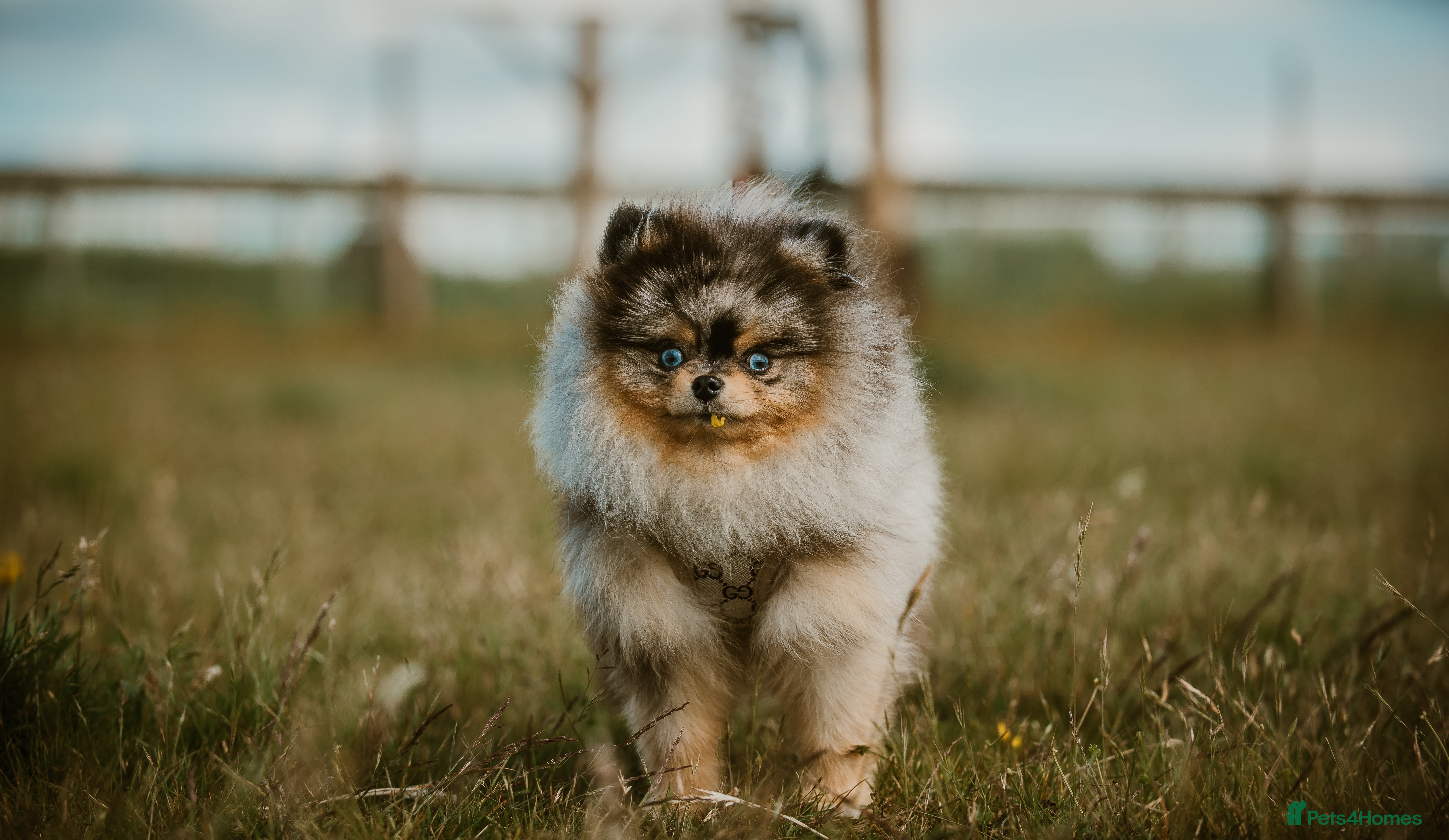 Pomeranian dogs PERFECT MERLE STUD🌎 experienced ✅ proven✅ - Advert 14