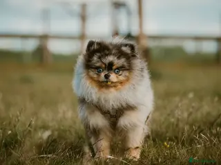 Pomeranian dogs PERFECT MERLE STUD🌎 experienced ✅ proven✅ - Advert 14