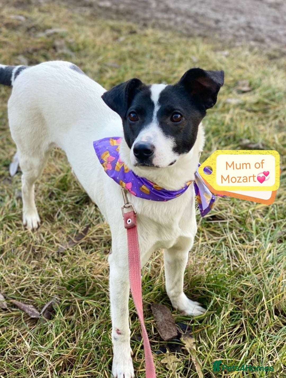 Mixed Breed dogs for adoption: 💙🐶 MOZART 🐶💙 - Advert 3