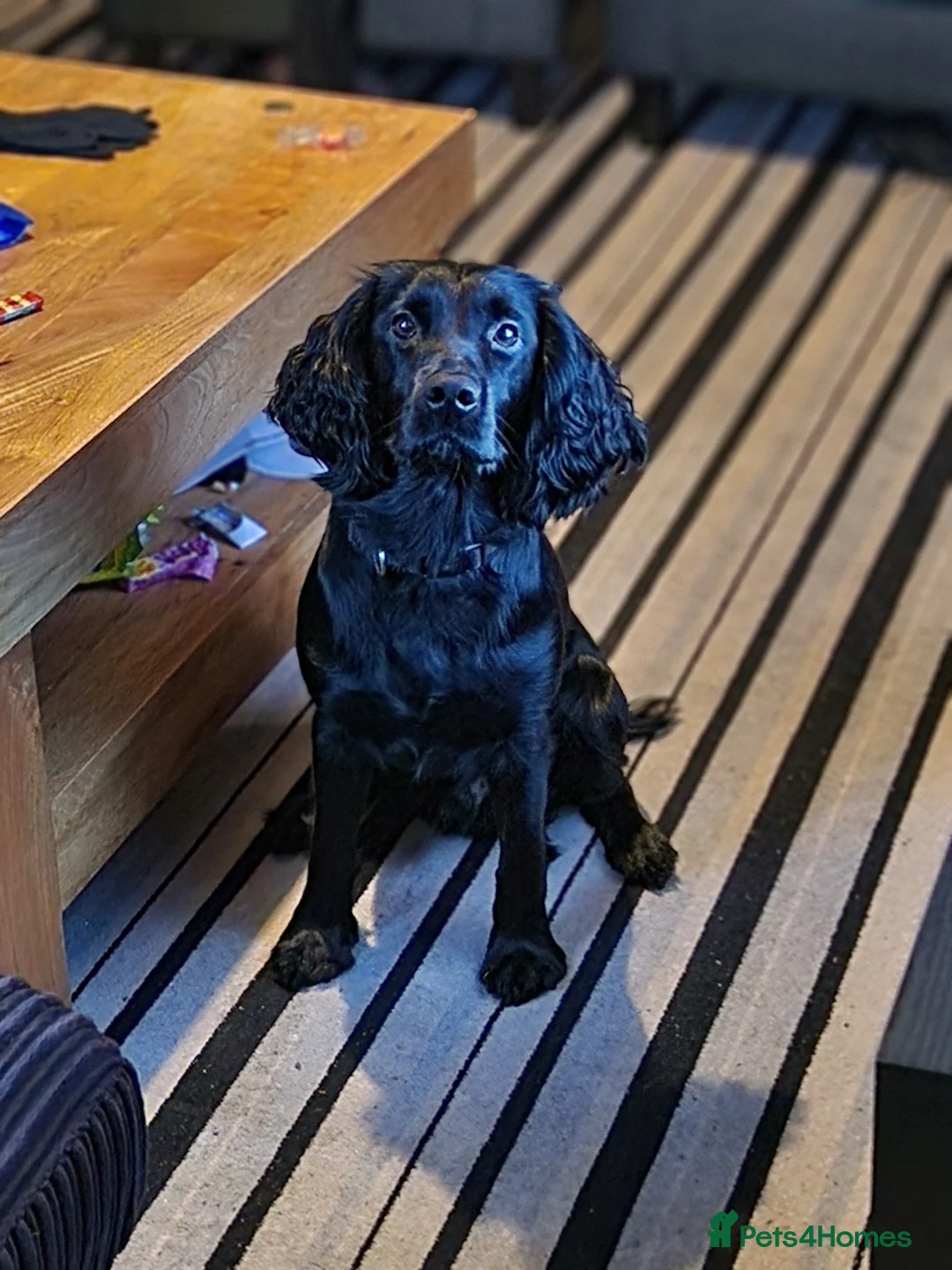 Cocker Spaniel dogs for stud: Black working Cocker Spaniel in Blyth - Advert 3