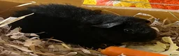 Guinea Pig rodents for sale: Pure bred Teddy boys/boars - Advert 13
