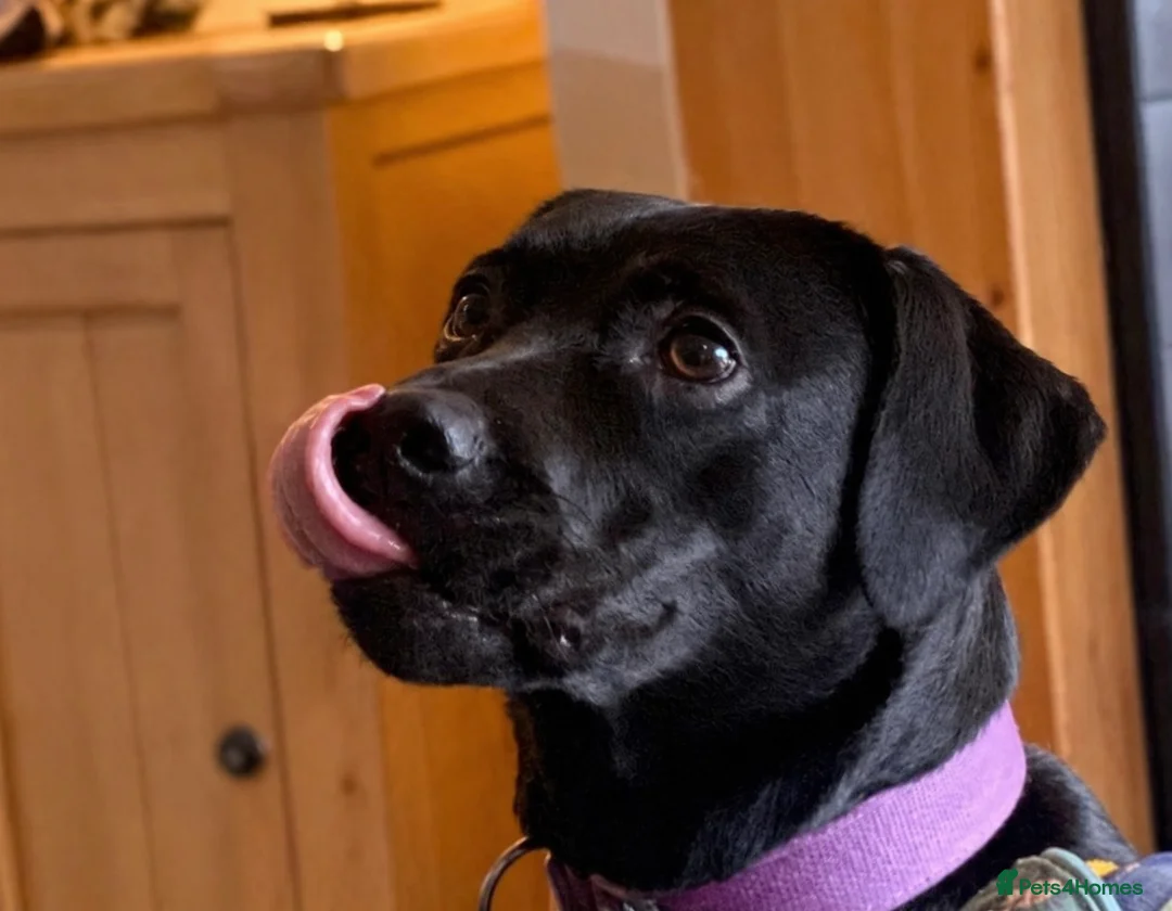 Labrador Retriever dogs for sale: Beautiful Labrador Girl, 2yrs old - Advert 1