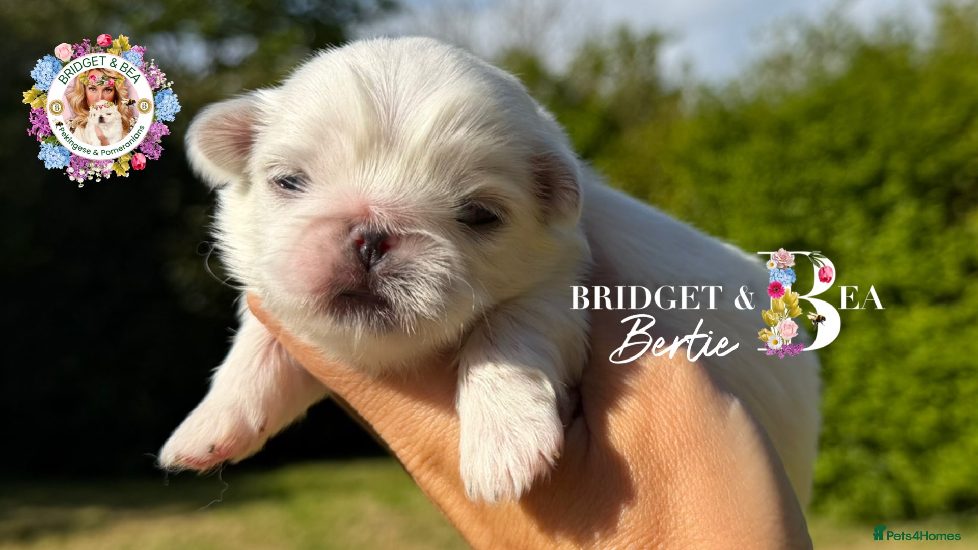 Pekingese dogs 💙ONLY 1 CREAM BOY LEFT💙 - Advert 2