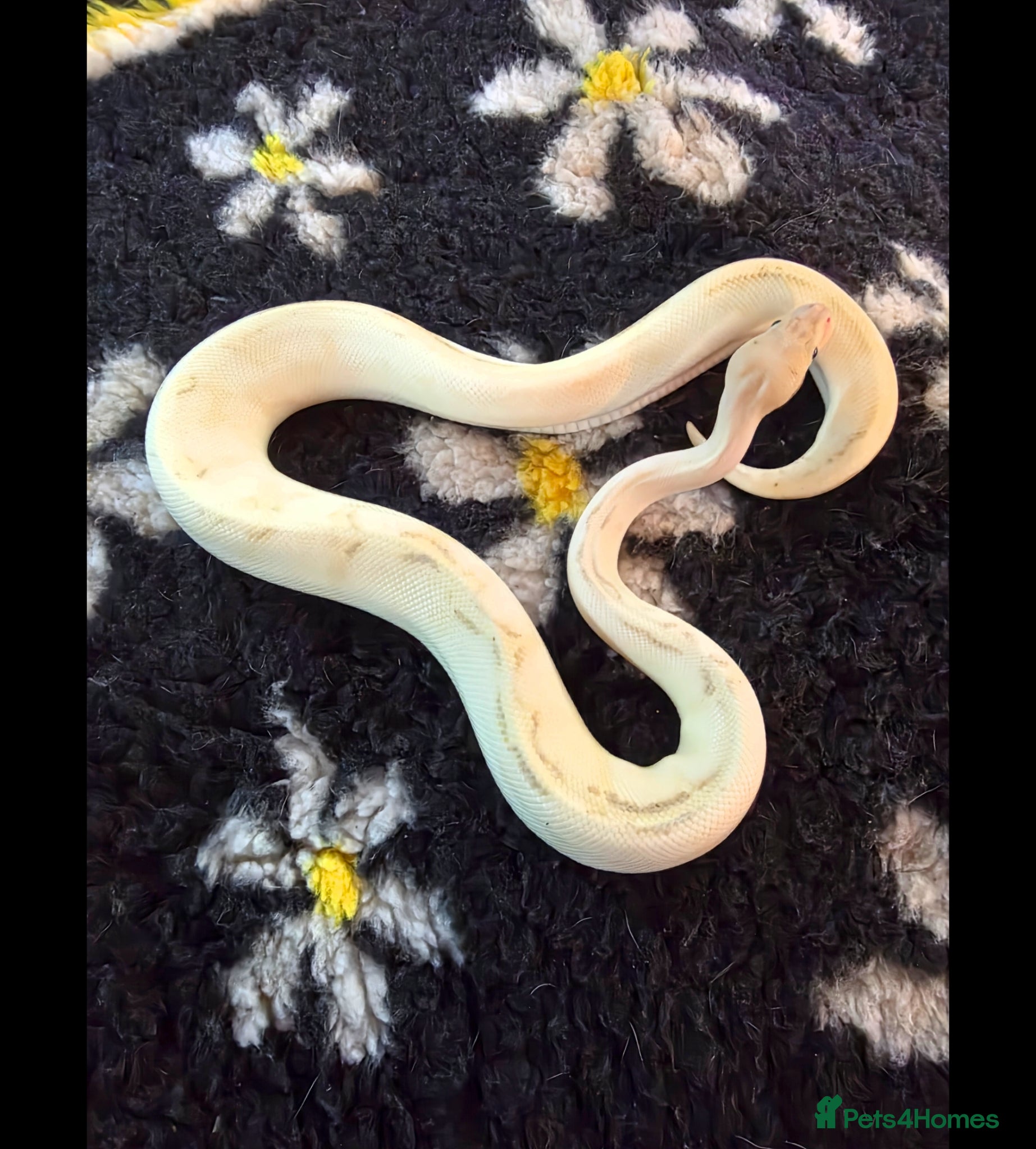 Python Snake reptiles Different royal pythons mostly proven or rtb  - Advert 7