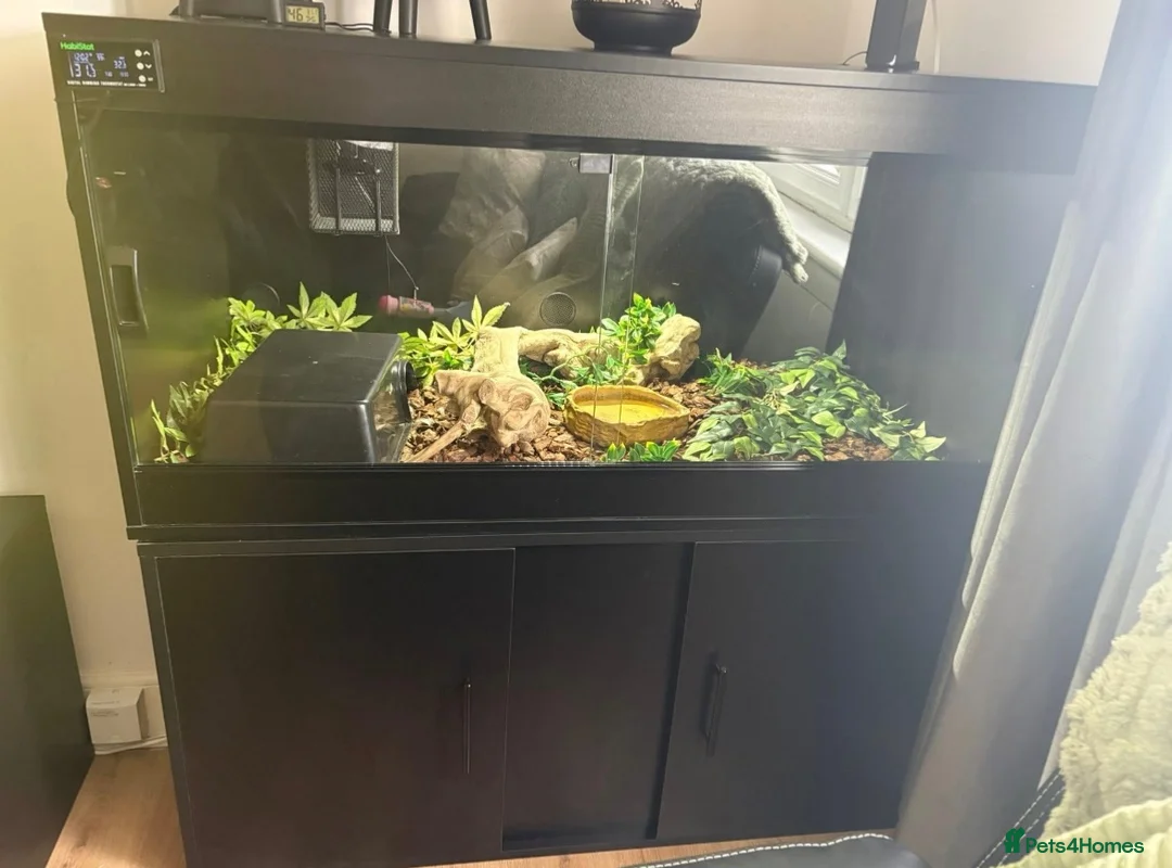 Python Snake reptiles for sale: Royal python  - Advert 2
