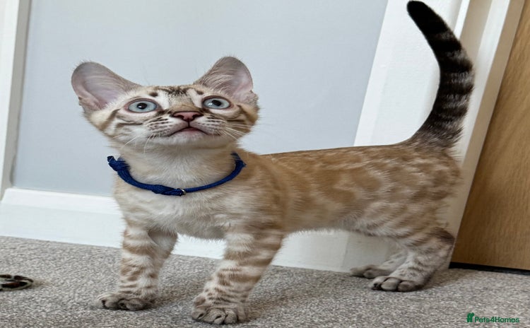 Bengal cats - Advert 3