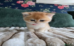 British Shorthair cats for sale: Gorgeous golden boys - Image 4