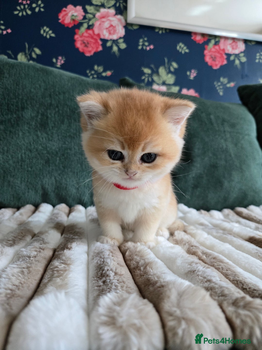 British Shorthair cats for sale: Gorgeous golden boys - Image 4