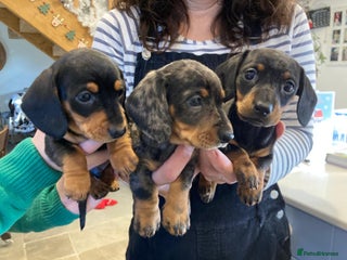 Miniature Dachshund dogs 3 Beautiful Miniature Dachshund Puppies - Advert 1