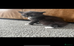 Persian cats for sale: Kittens - Image 3