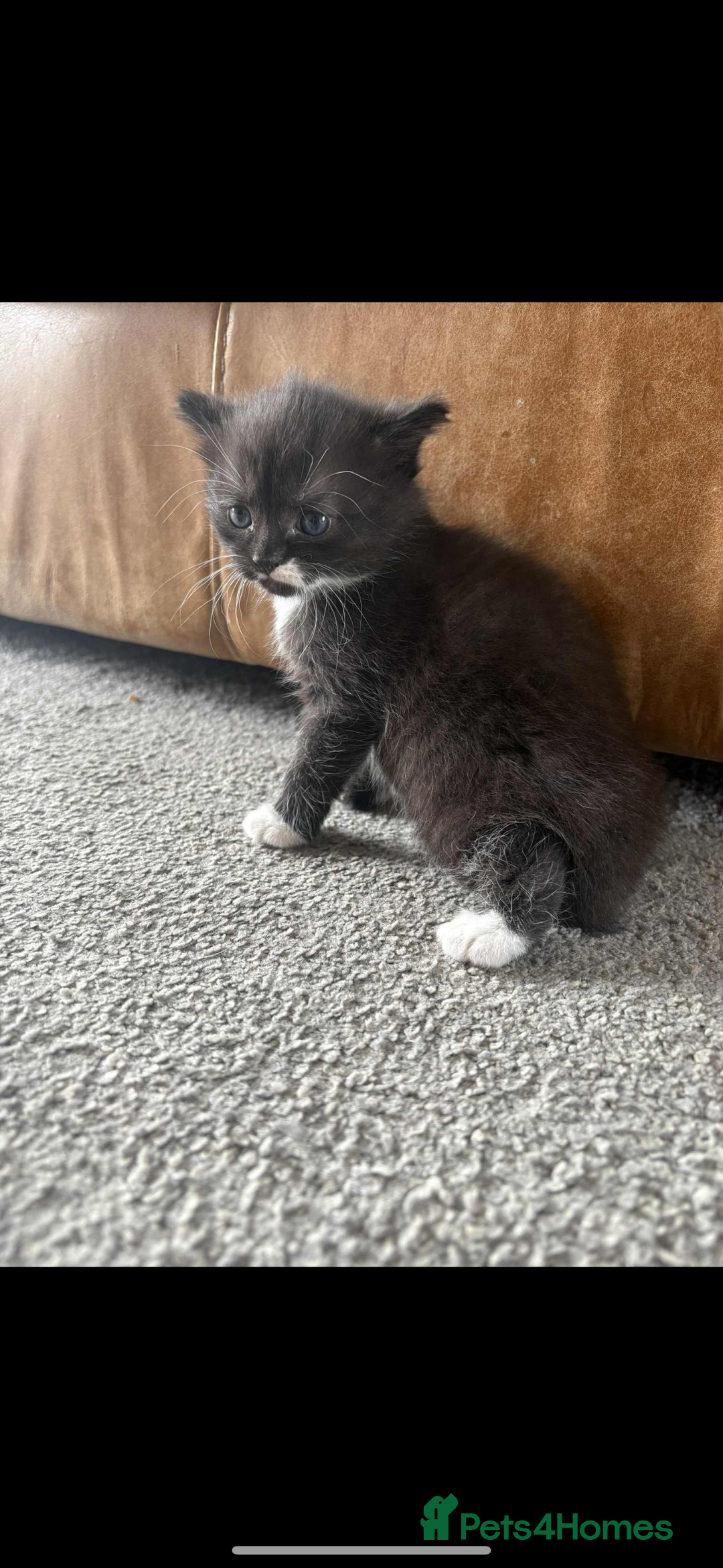 Persian cats for sale: Kittens - Image 3